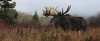 faune
